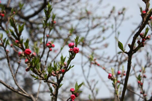 基于Arduino的智能温湿度监测系统制作